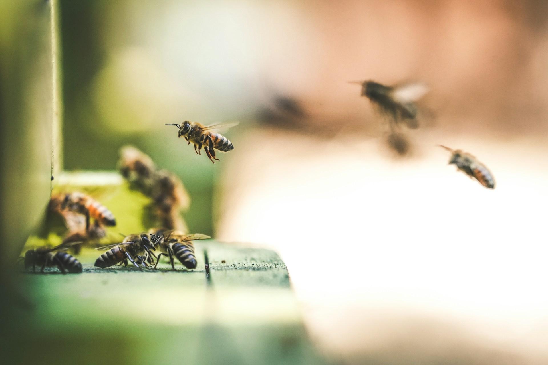 Propolis - Das Wunderprodukt aus dem Bienenstock